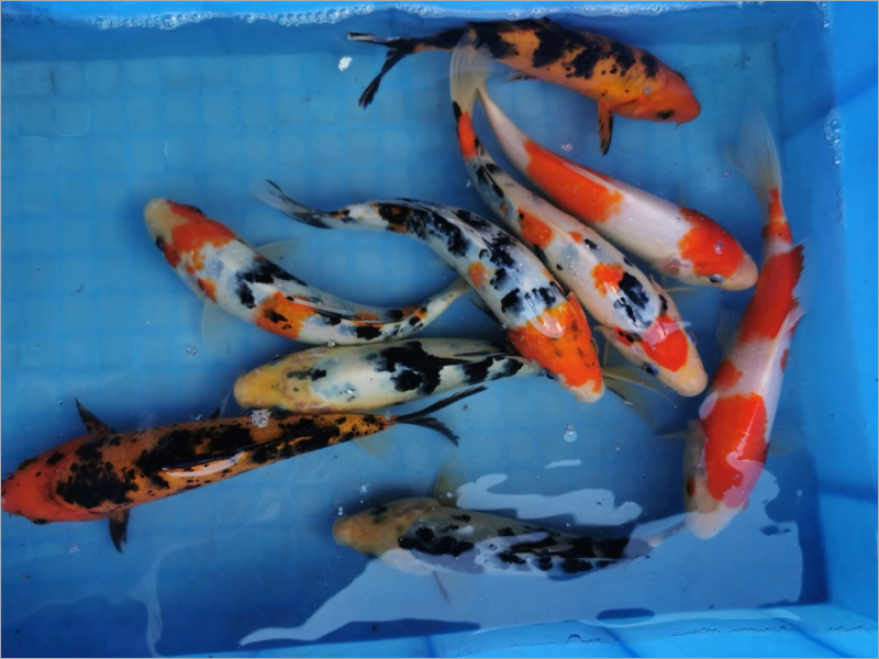 日本锦鲤专业护理