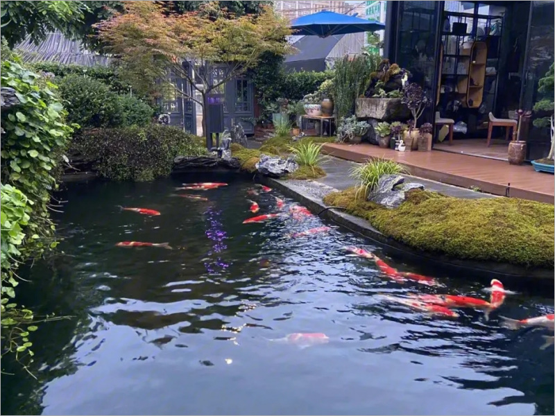 深港鱼池