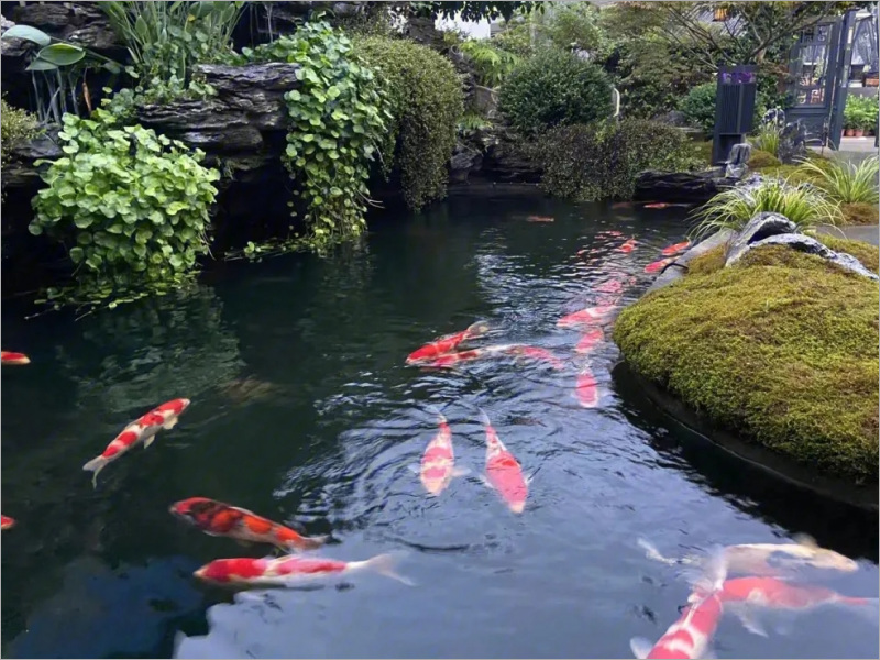 深港鱼池
